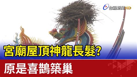 喜鵲築巢風水|【喜鵲築巢風水】喜鵲築巢風水解析：吉祥之兆！窺探3大現象，。